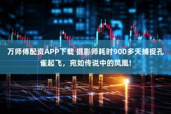 万师傅配资APP下载 摄影师耗时900多天捕捉孔雀起飞，宛如传说中的凤凰!