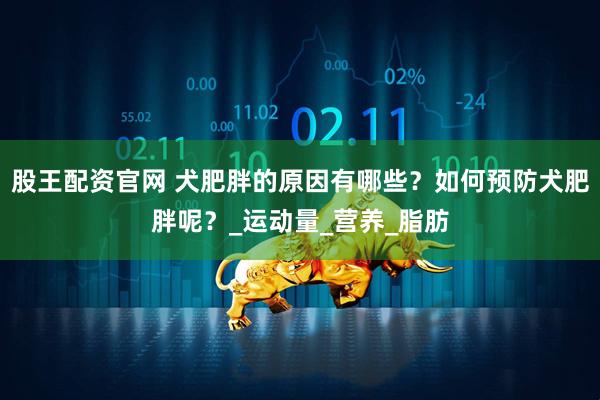 股王配资官网 犬肥胖的原因有哪些？如何预防犬肥胖呢？_运动量_营养_脂肪
